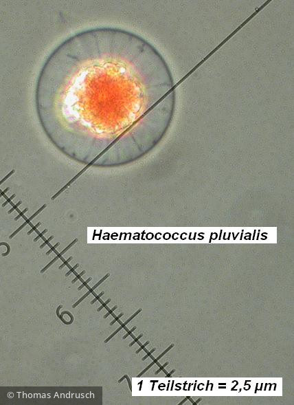Haematococcus_pluvialis_1227610366 - Chlorophyta Chlorophyceae Volvocales Haematococcus pluvialis