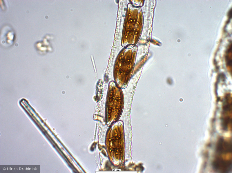 Heterocontophyta Bacillariophyceae Pennales Encyonema prostratum