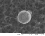 Cyclotella_pseudostelligera_1255702116