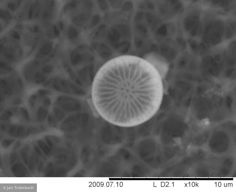 Cyclotella_pseudostelligera_1255702116 - Heterocontophyta Bacillariophyceae Centrales Discostella pseudostelligera