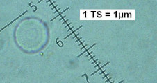 Cyclotella_pseudostelligera_1271443194