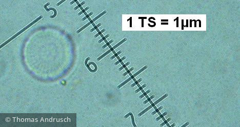 Cyclotella_pseudostelligera_1271443194 - Heterocontophyta Bacillariophyceae Centrales Discostella pseudostelligera