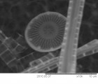 Cyclotella_pseudostelligera_1274083281