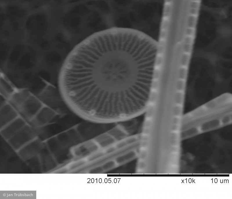 Cyclotella_pseudostelligera_1274083281 - Heterocontophyta Bacillariophyceae Centrales Discostella pseudostelligera