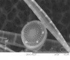 Cyclotella_pseudostelligera_1274084448