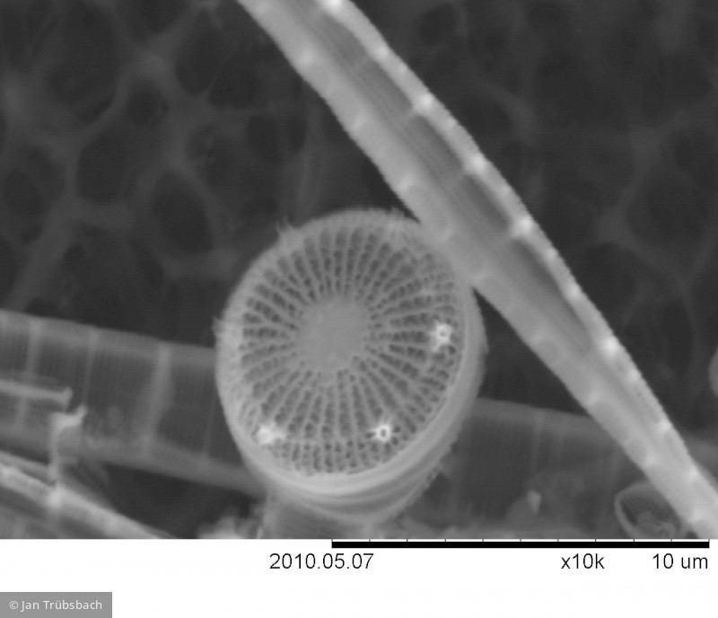 Cyclotella_pseudostelligera_1274084448 - Heterocontophyta Bacillariophyceae Centrales Discostella pseudostelligera