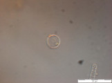 Cyclotella_pseudostelligera_1274088818