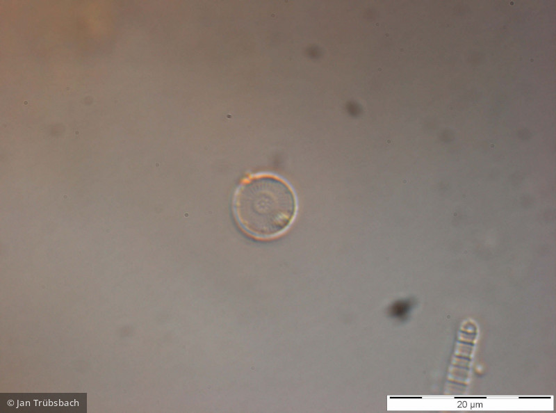 Cyclotella_pseudostelligera_1274088818 - Heterocontophyta Bacillariophyceae Centrales Discostella pseudostelligera