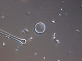 Cyclotella_pseudostelligera_1274257695