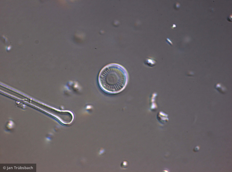 Cyclotella_pseudostelligera_1274257695 - Heterocontophyta Bacillariophyceae Centrales Discostella pseudostelligera