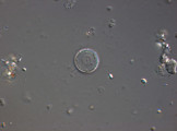 Cyclotella_pseudostelligera_1274260032