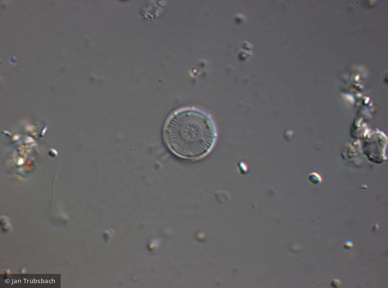 Cyclotella_pseudostelligera_1274260032 - Heterocontophyta Bacillariophyceae Centrales Discostella pseudostelligera