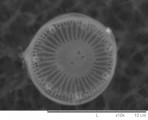 Cyclotella_pseudostelligera_1274277236