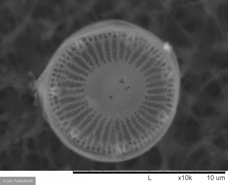 Cyclotella_pseudostelligera_1274277236 - Heterocontophyta Bacillariophyceae Centrales Discostella pseudostelligera