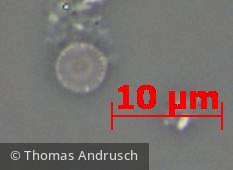 Heterocontophyta Bacillariophyceae Centrales Discostella pseudostelligera