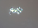 Dictyospaerium_pulchellum_1220886982