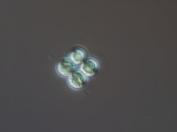 Dictyospaerium_pulchellum_1220885837