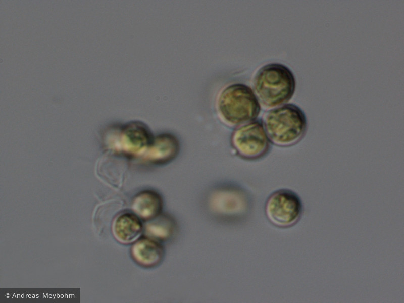 Dictyospaerium_pulchellum_1220885737 - Chlorophyta Chlorophyceae Chlorococcales Mucidosphaerium pulchellum