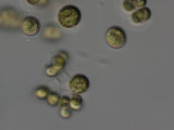 Dictyospaerium_pulchellum_1220885623
