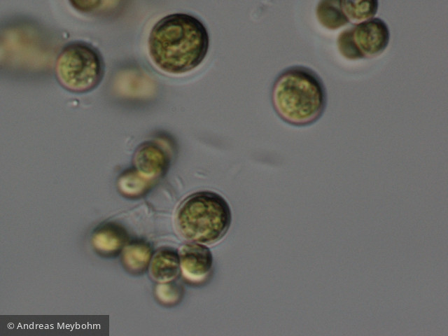 Dictyospaerium_pulchellum_1220885623 - Chlorophyta Chlorophyceae Chlorococcales Mucidosphaerium pulchellum