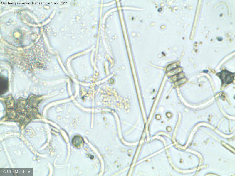 Cyanobacteria Cyanobacteria Nostocales Cylindrospermopsis raciborskii