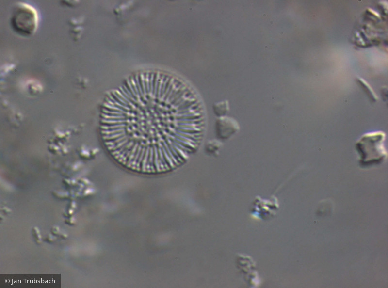 Cyclotella_radiosa_1265981181 - Heterocontophyta Bacillariophyceae Centrales Cyclotella radiosa