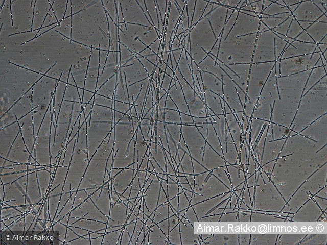 Limnothrix_redekei_1232006605