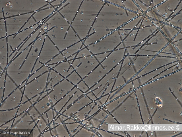 Limnothrix_redekei_1232006671