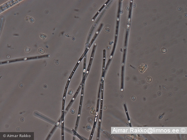 Limnothrix_redekei_1232006710