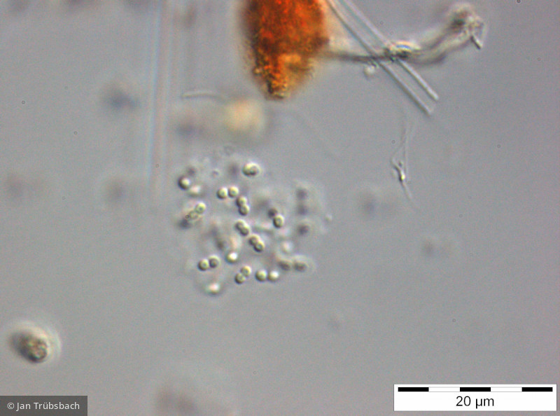 Cyanodictyon_reticulatum_1257330271 - Cyanobacteria Cyanobacteria Chroococcales Cyanodictyon reticulatum