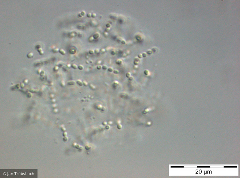 Cyanodictyon_reticulatum_1257330880 - Cyanobacteria Cyanobacteria Chroococcales Cyanodictyon reticulatum