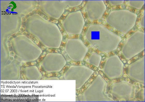 Hydrodictyon_reticulatum_1238664002 - Chlorophyta Chlorophyceae Chlorococcales Hydrodictyon reticulatum