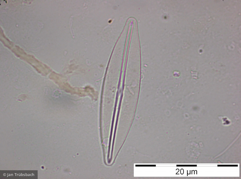 Frustulia_rhomboides_1227885613 - Heterocontophyta Bacillariophyceae Pennales Frustulia rhomboides