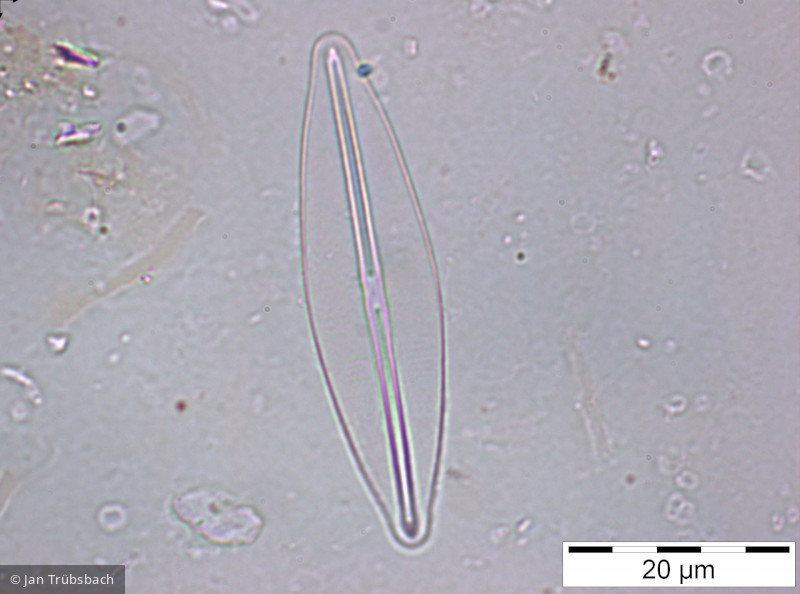 Frustulia_rhomboides_1227885953 - Heterocontophyta Bacillariophyceae Pennales Frustulia rhomboides