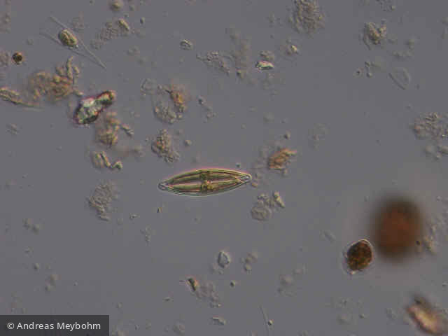 Frustulia_rhomboides_1252653748 - Heterocontophyta Bacillariophyceae Pennales Frustulia rhomboides