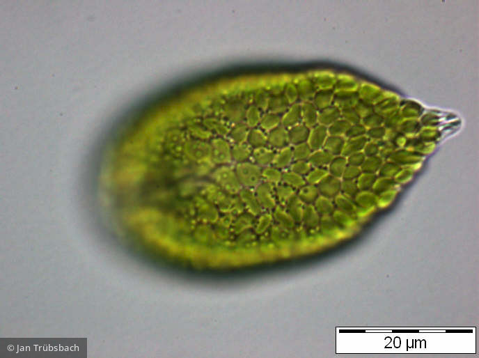 Gonyostomum_semen_1253182197 - Heterocontophyta Raphidophyceae Gonyostomum semen