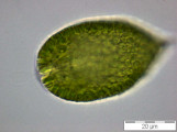 Gonyostomum_semen_1253182352