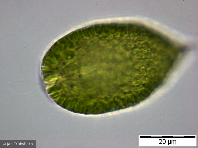 Gonyostomum_semen_1253182352 - Heterocontophyta Raphidophyceae Gonyostomum semen