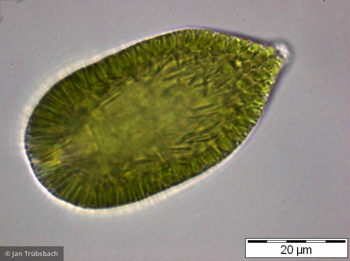 Gonyostomum_semen_1253185978 - Heterocontophyta Raphidophyceae Gonyostomum semen