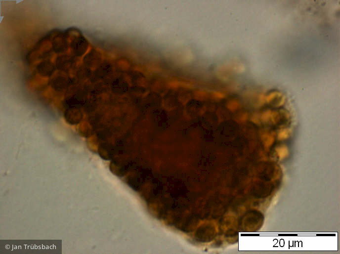 Gonyostomum_semen_1253186696 - Heterocontophyta Raphidophyceae Gonyostomum semen