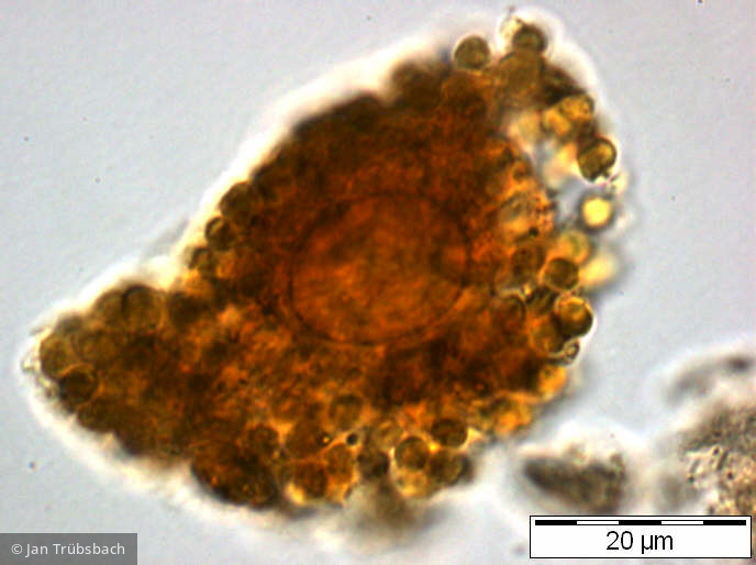 Gonyostomum_semen_1253186756 - Heterocontophyta Raphidophyceae Gonyostomum semen