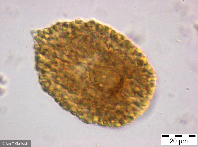 Gonyostomum_semen_1253187997 - Heterocontophyta Raphidophyceae Gonyostomum semen