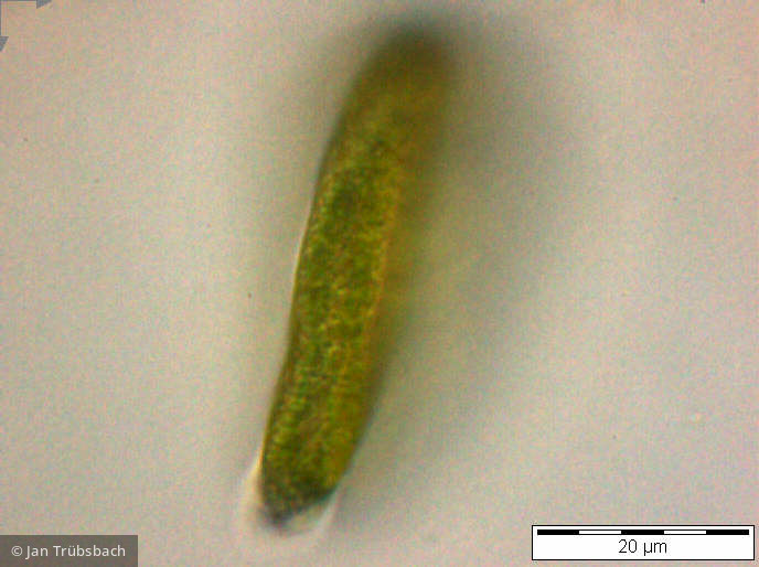 Gonyostomum_semen_1254493483 - Heterocontophyta Raphidophyceae Gonyostomum semen