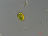 Gonyostomum_semen_1286376539