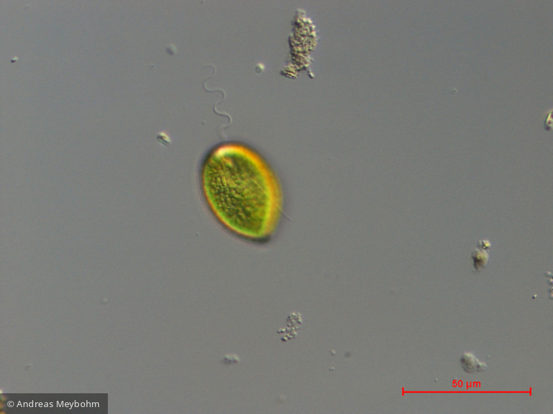 Gonyostomum_semen_1286376539 - Heterocontophyta Raphidophyceae Gonyostomum semen