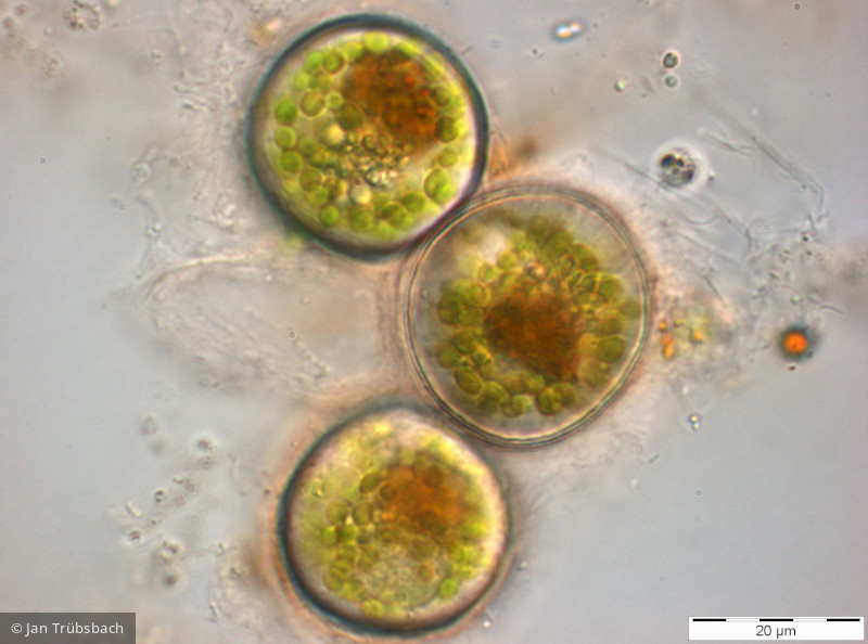 Heterocontophyta Raphidophyceae Gonyostomum semen