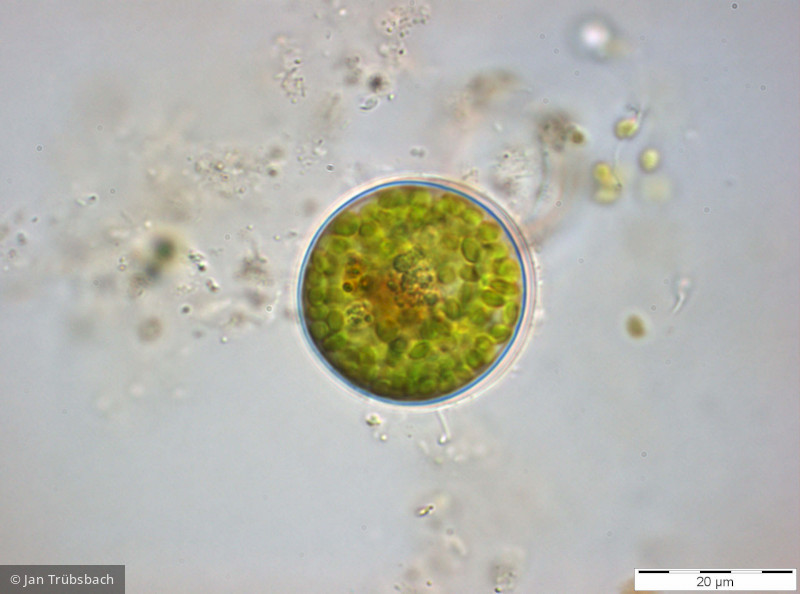 Heterocontophyta Raphidophyceae Gonyostomum semen