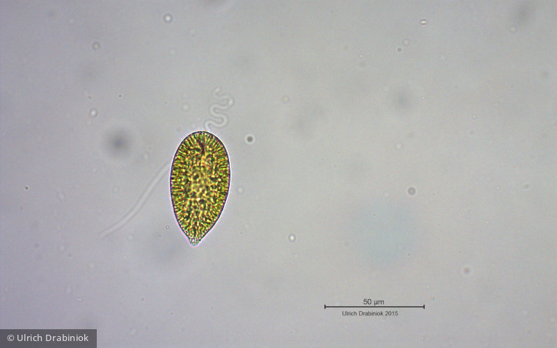Heterocontophyta Raphidophyceae Gonyostomum semen