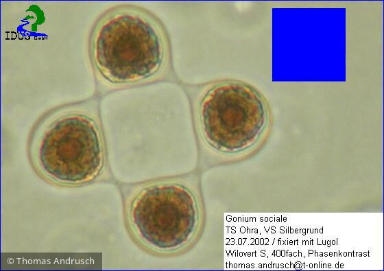 Gonium_sociale_1238666246 - Chlorophyta Chlorophyceae Volvocales Gonium sociale