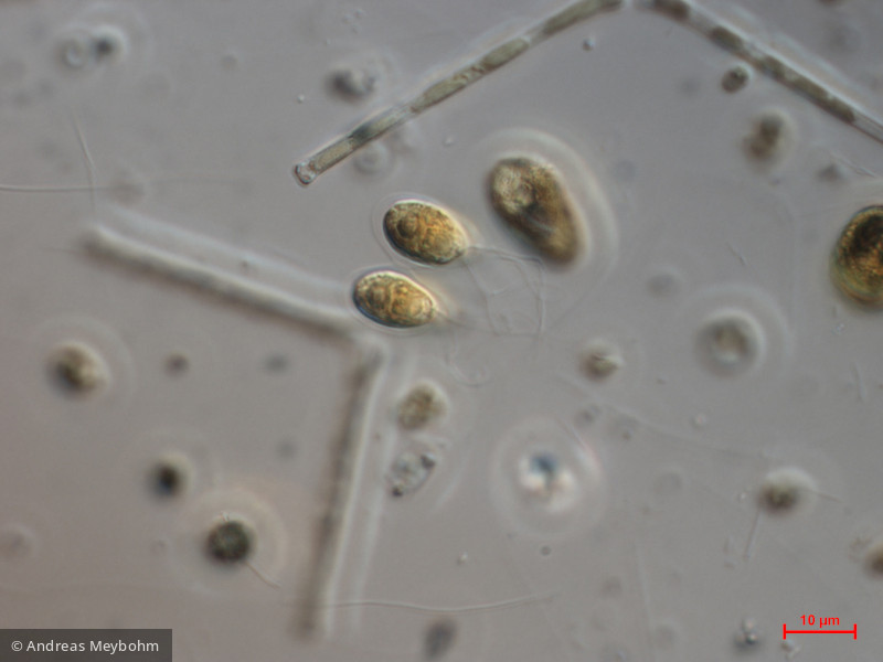 Gonium_sociale_1271084059 - Chlorophyta Chlorophyceae Volvocales Gonium sociale